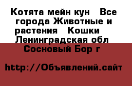 Котята мейн кун - Все города Животные и растения » Кошки   . Ленинградская обл.,Сосновый Бор г.